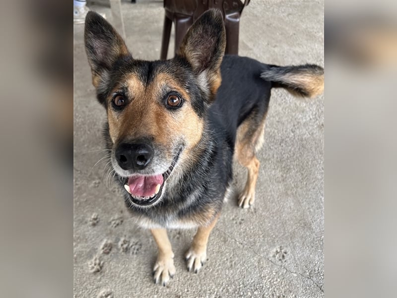 Flash, geb. ca. 09/2017, lebt in GRIECHENLAND, auf einer privaten Pflegestelle