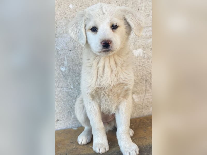 Saki, geb. ca. 03/2026 , lebt in GRIECHENLAND, auf einer privaten Pflegestelle