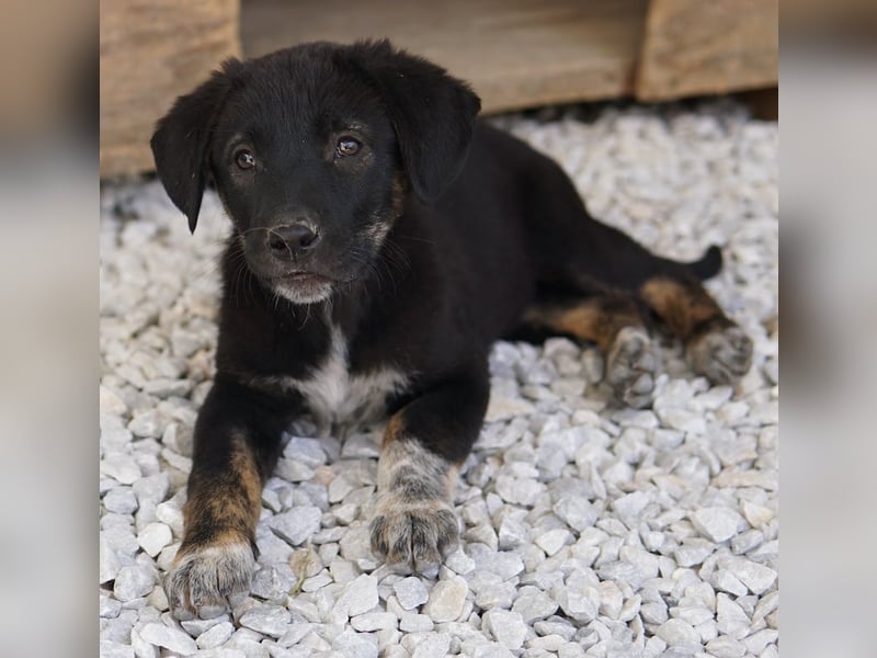 Louisa, geb. ca. 12/2023, lebt in GRIECHENLAND, im städt. Tierheim Serres