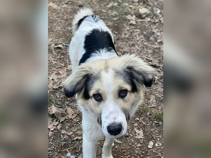 Peggy Jean, geb. ca. 12/2023, lebt in GRIECHENLAND, auf einer privaten Pflegestelle