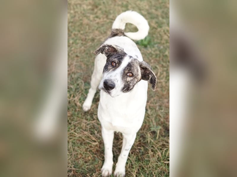 Mea, geb. ca. 11/2022, lebt in GRIECHENLAND, im städt. Tierheim Serres