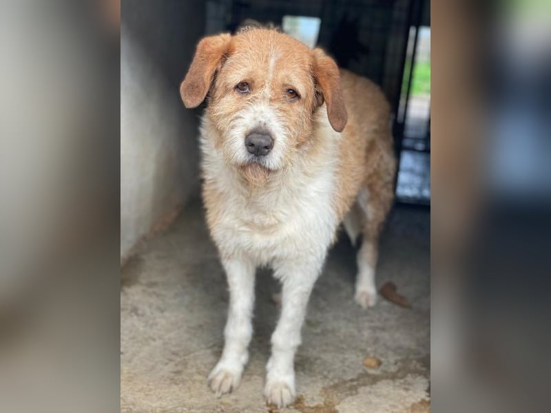 Yvaine, geb. ca. 05/2024, lebt in GRIECHENLAND, im städt. Tierheim Serres