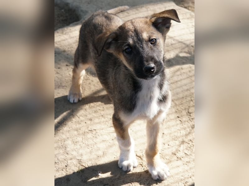 Goudy, geb. ca. 12/25, lebt in GRIECHENLAND, auf einer privaten Pflegestelle
