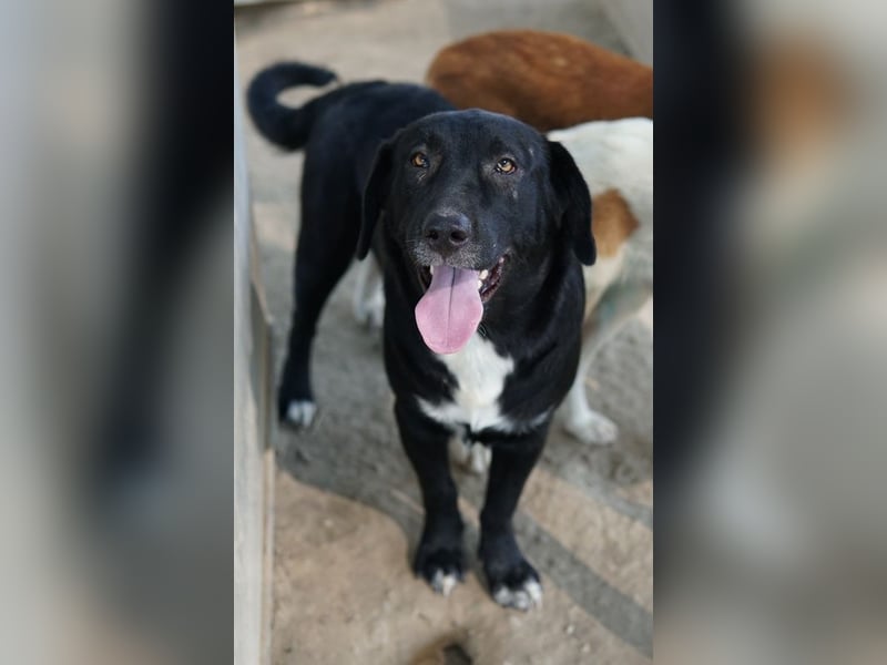 Ria, geb. ca. 10/2024, lebt in GRIECHENLAND, im städt. Tierheim Serres