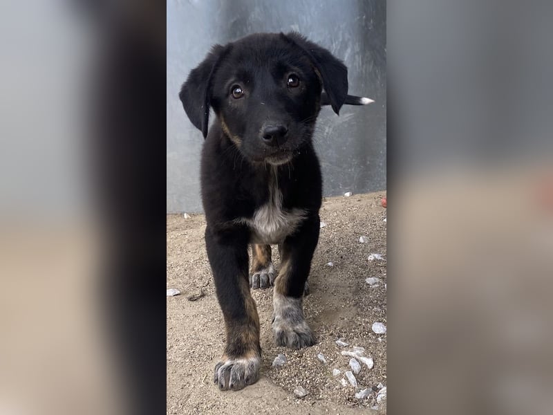 Louisa, geb. ca. 12/2023, lebt in GRIECHENLAND, im städt. Tierheim Serres