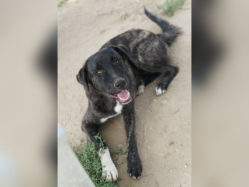 Targa, geb. ca. 12/2023, lebt in GRIECHENLAND, im städt. Tierheim Serres