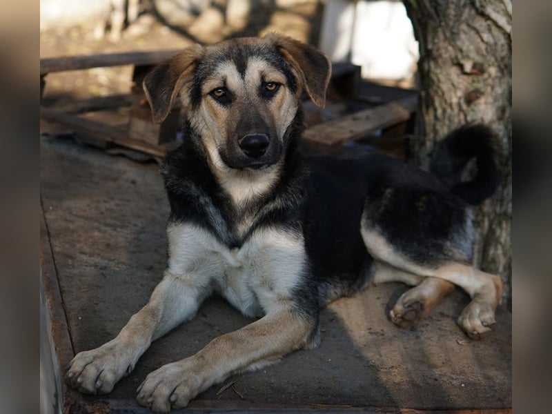 Chita, geb. ca. 05/2024, lebt in GRIECHENLAND, im städt. Tierheim Serres