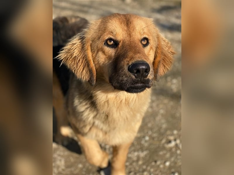 Kerchak, geb. ca. 07/2021, lebt in GRIECHENLAND, im städt. Tierheim Serres