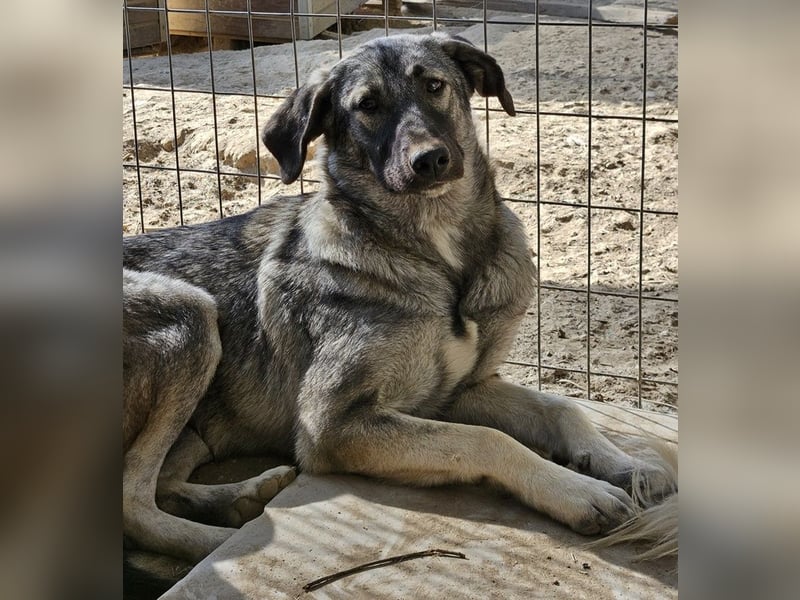 Nina Chuba, geb. ca. 02/2024, lebt in GRIECHENLAND, im städt. Tierheim Serres