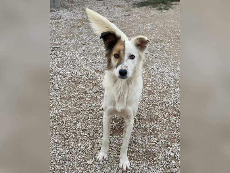 Motti, geb. ca. 07/2023, lebt in GRIECHENLAND, im städt. Tierheim Serres