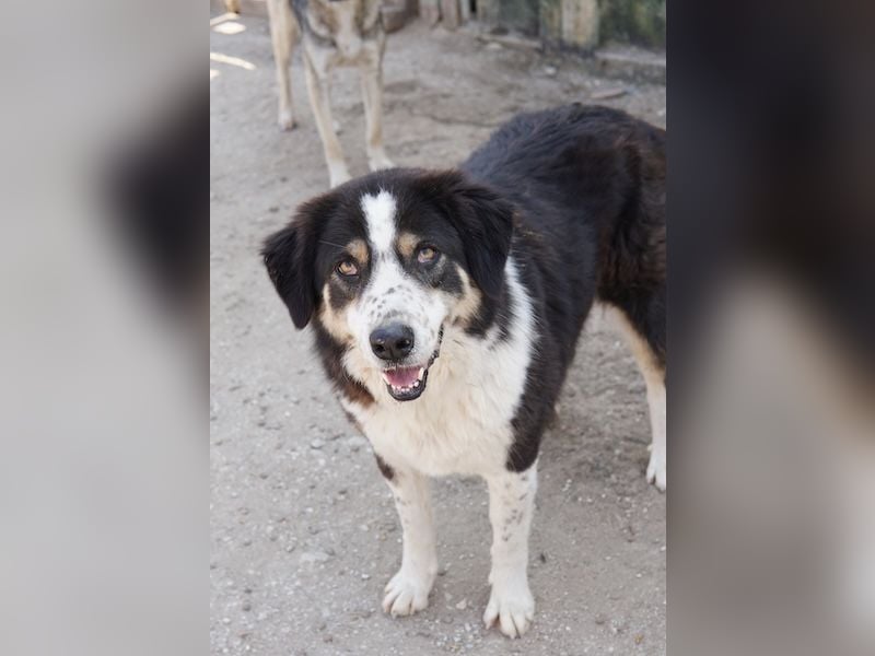 Xanda, geb. ca. 03/2023, lebt in GRIECHENLAND, im städt. Tierheim Serres