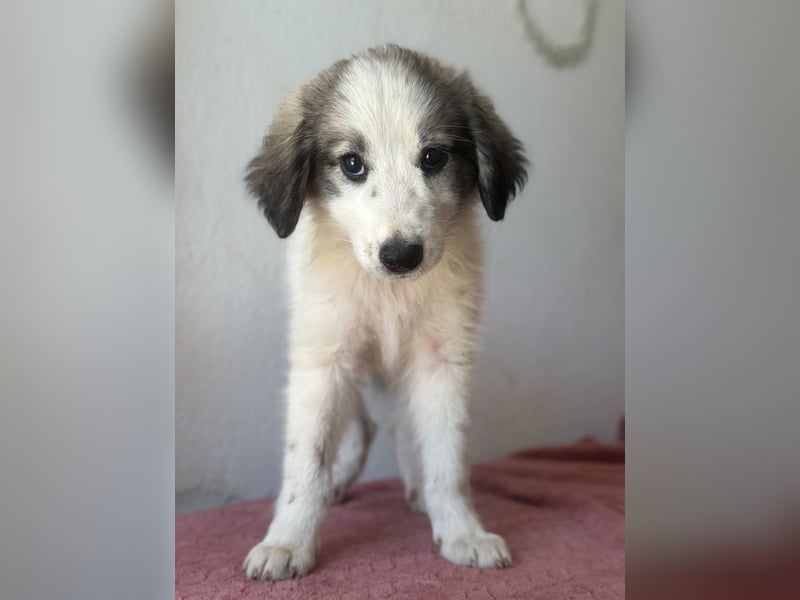 Paloma, geb. ca. 05/2026, lebt in GRIECHENLAND, im städt. Tierheim Serres