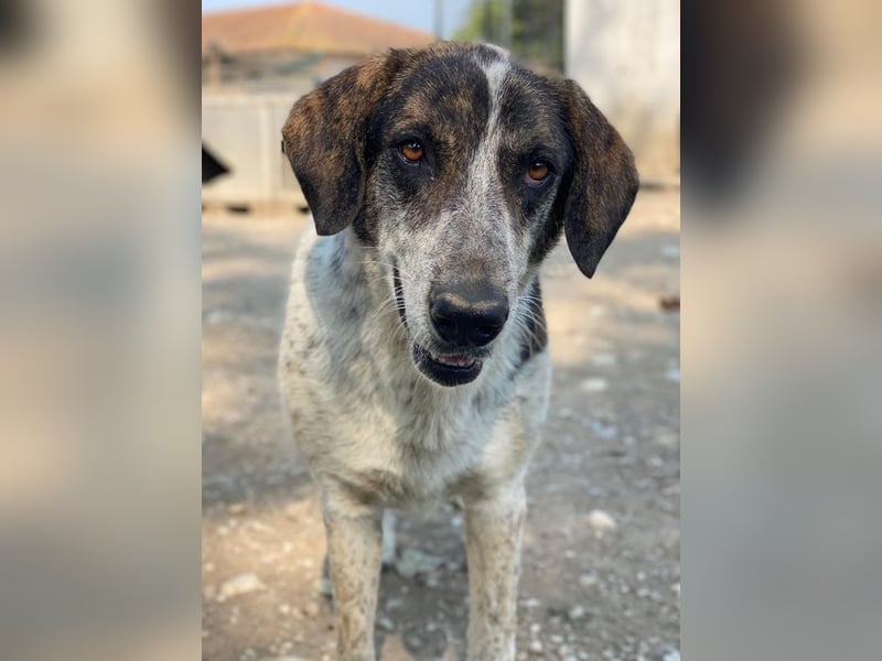 Nonga, geb. ca. 06/2023, lebt in GRIECHENLAND, im städt. Tierheim Serres