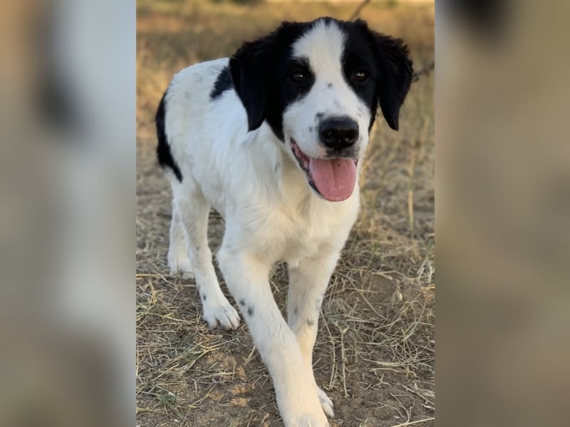 Umia, geb. ca. 05/2022, lebt in GRIECHENLAND, auf einer privaten Pflegestelle