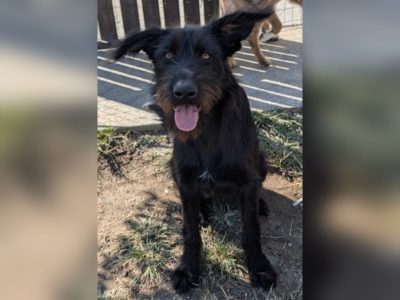 Buffy, geb. ca. 02/2025, lebt in GRIECHENLAND, auf einer privaten Pflegestelle