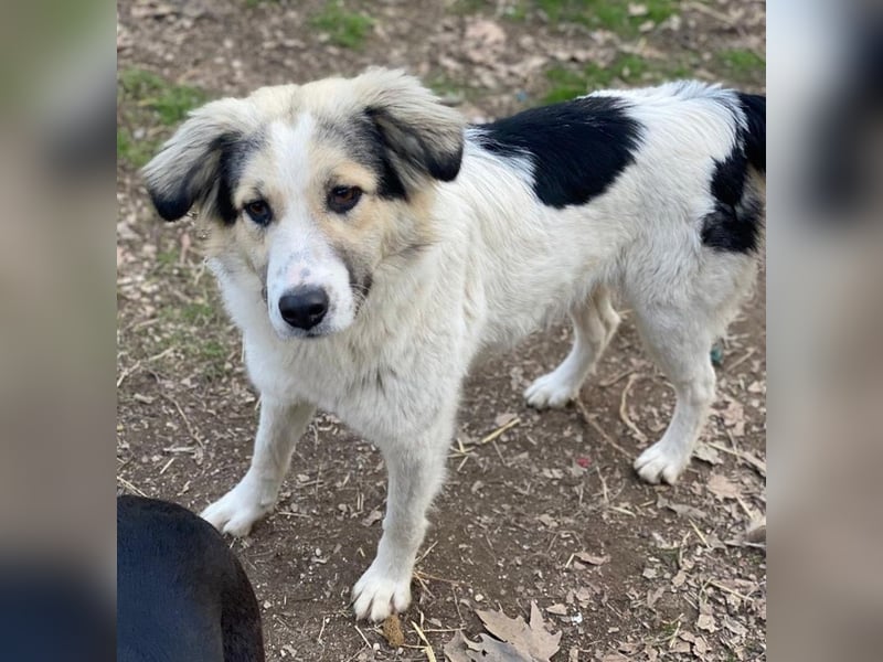 Peggy Jean, geb. ca. 12/2023, lebt in GRIECHENLAND, auf einer privaten Pflegestelle