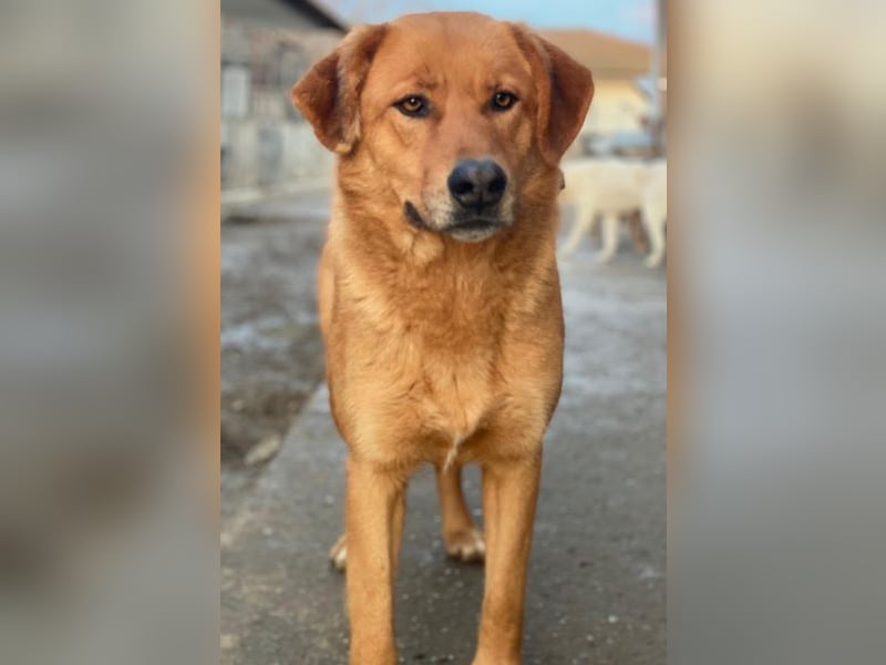 Pixie, geb. ca. 10/2022, lebt in GRIECHENLAND, im städt. Tierheim Serres