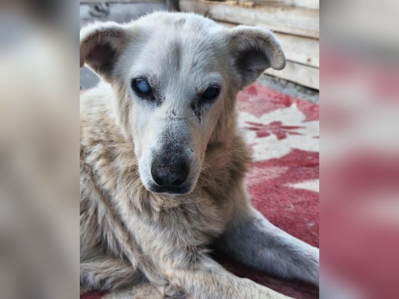 Pipina, geb. ca. 06/2014, lebt in GRIECHENLAND, auf einer privaten Pflegestelle