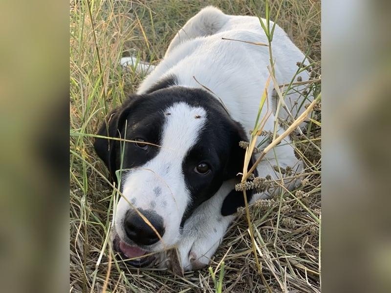 Rico, geb. ca. 05/2022, lebt in GRIECHENLAND, auf einer privaten Pflegestelle