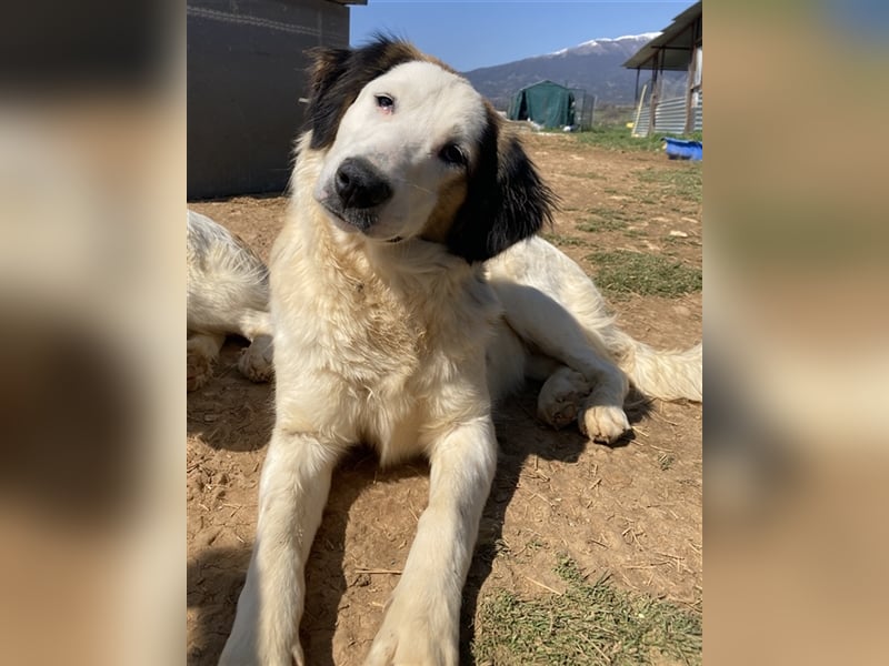 Lyra, geb. ca. 06/2021, lebt in GRIECHENLAND, auf einem Gelände, auf dem Hunde notdürftig versorgt w
