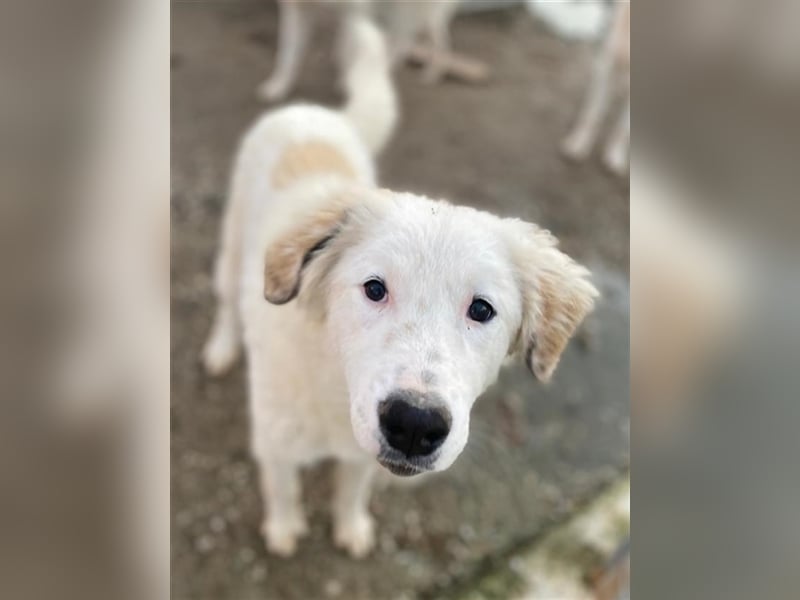 Skippy, geb. ca. 05/2022, lebt in GRIECHENLAND, im städt. Tierheim Serres