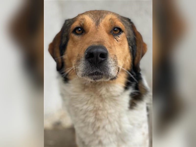 Noah, geb. ca. 10/2020, lebt in GRIECHENLAND, im städt. Tierheim Serres