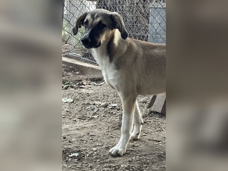 Peterchen, geb. ca. 03/2023, lebt in GRIECHENLAND, im städt. Tierheim Serres