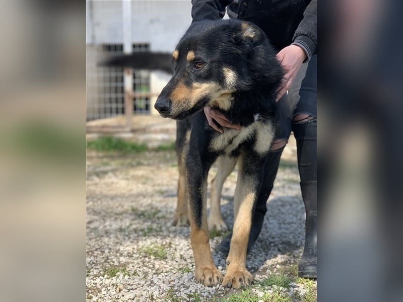 Niles, geb. ca. 05/2019, lebt in GRIECHENLAND, im städt. Tierheim Serres