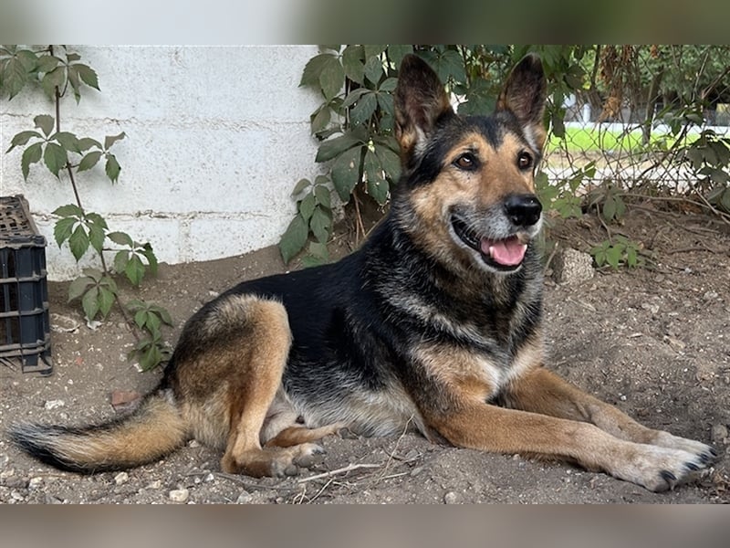 Flash, geb. ca. 09/2017, lebt in GRIECHENLAND, auf einer privaten Pflegestelle