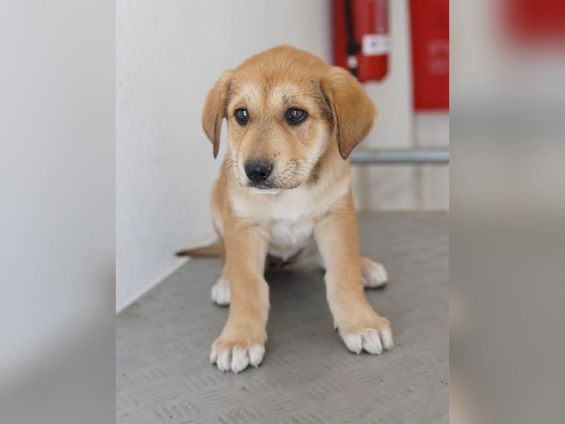 Krissy, geb. ca. 12/2025, lebt in GRIECHENLAND, auf einer privaten Pflegestelle