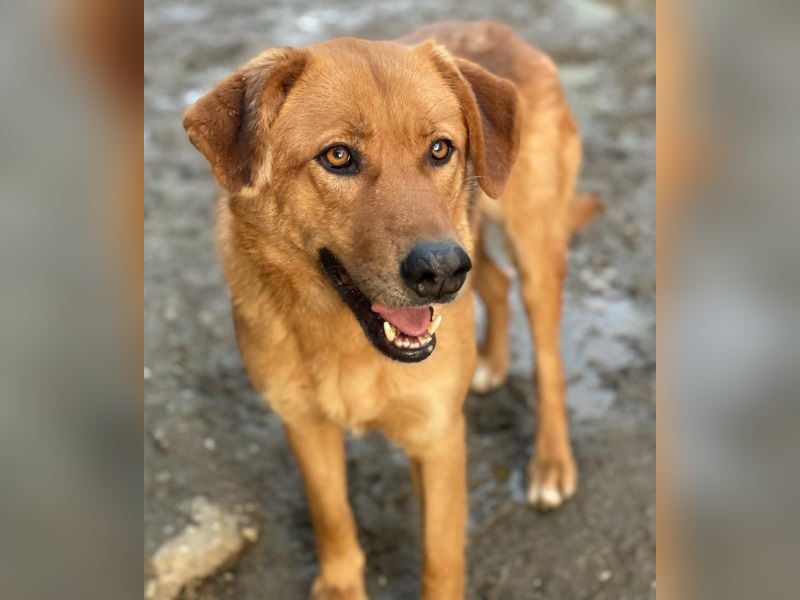 Pixie, geb. ca. 10/2022, lebt in GRIECHENLAND, im städt. Tierheim Serres