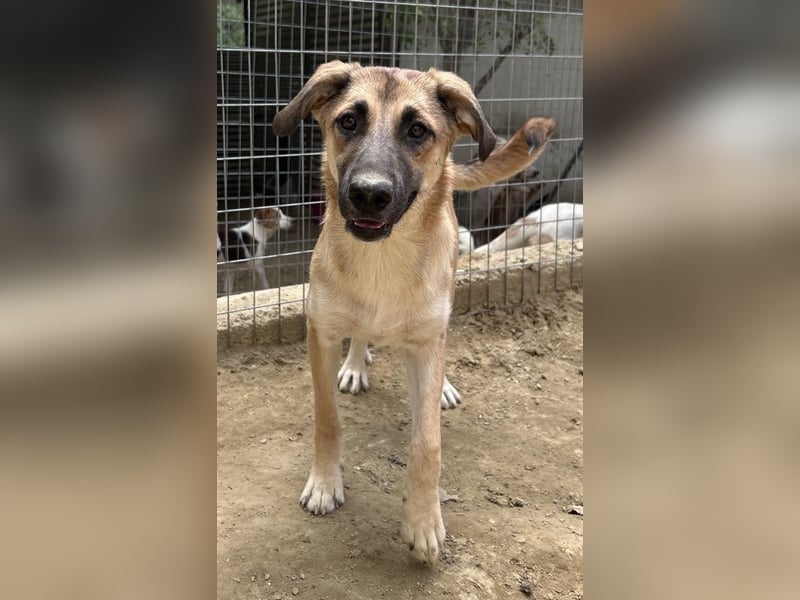 Heraya, geb. ca. 02/2025, lebt in GRIECHENLAND, auf einer privaten Pflegestelle