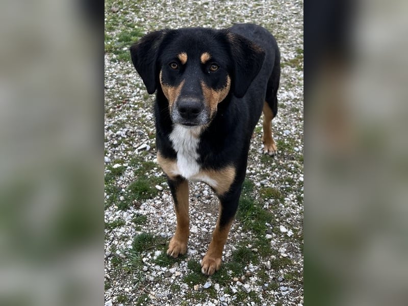 Orelle, geb. ca. 05/2024, lebt in GRIECHENLAND, auf einem Gelände, auf dem die Hunde notdürftig vers