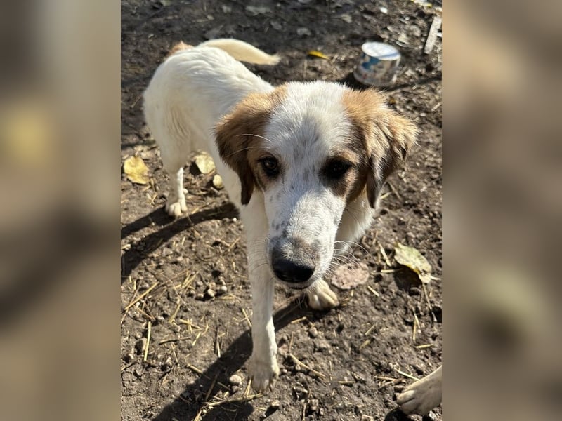 Melania, geb. ca. 01/2024, lebt in GRIECHENLAND, im städt. Tierheim Serres