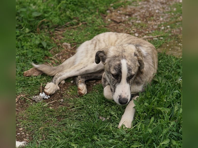 Xabi, geb. ca. 07/2023, lebt in GRIECHENLAND, auf einem Gelände, auf dem die Hunde notdürftig versor
