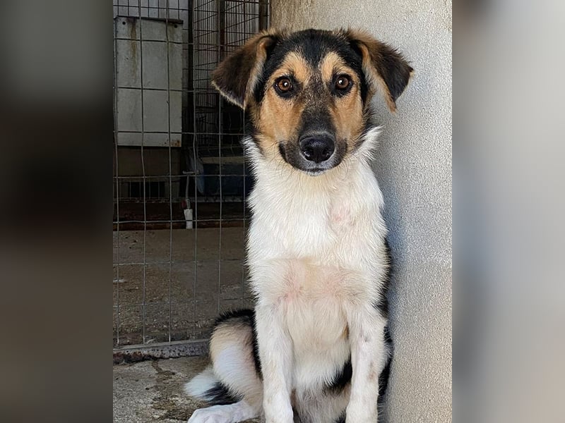 Kati, geb. ca. 03/2025, lebt in GRIECHENLAND, im städt. Tierheim Serres