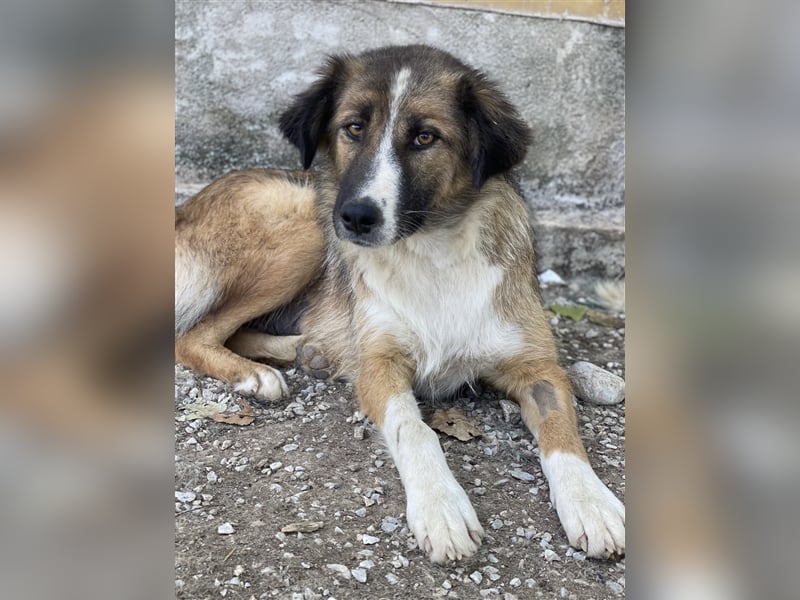 Poppi, geb. ca. 06/2021, lebt in GRIECHENLAND, im städt. Tierheim Serres