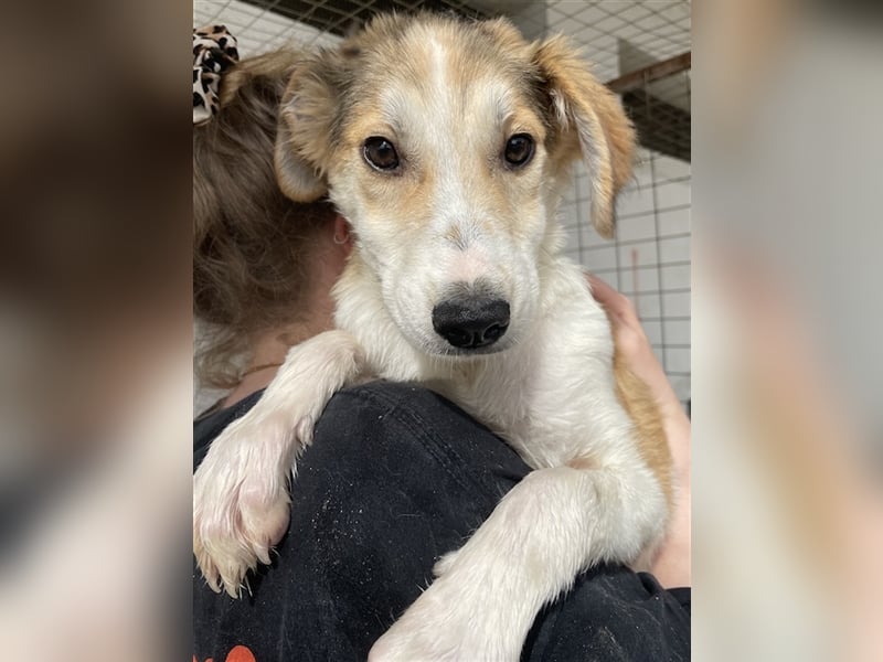 Fichte, geb. ca. 07/2023, lebt in GRIECHENLAND, im städt. Tierheim Serres