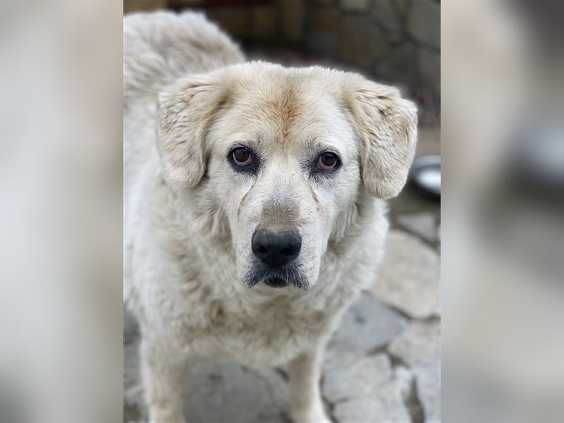 Lara, geb. ca. 05/2014, lebt in GRIECHENLAND, auf einer privaten Pflegestelle