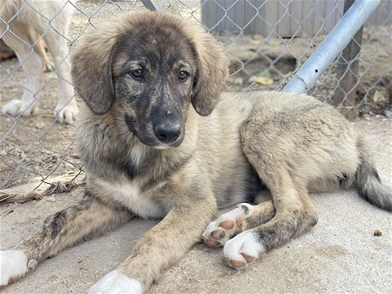 Amelie, geb. ca. 02/2024, lebt in GRIECHENLAND, im städt. Tierheim Serres