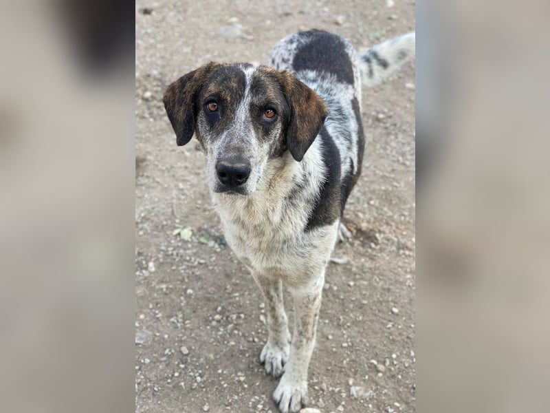 Nonga, geb. ca. 06/2023, lebt in GRIECHENLAND, im städt. Tierheim Serres