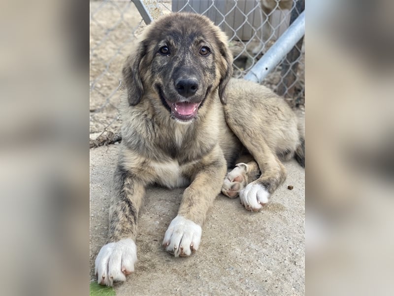 Amelie, geb. ca. 02/2024, lebt in GRIECHENLAND, im städt. Tierheim Serres