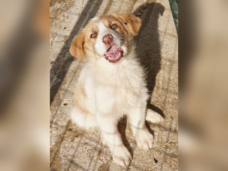 Josefine, geb. ca. 12/2025, lebt in GRIECHENLAND, im städt. Tierheim Serres