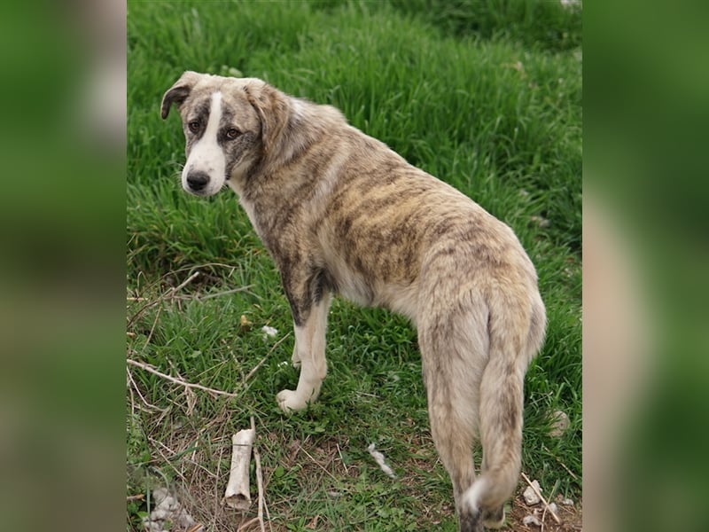 Xabi, geb. ca. 07/2023, lebt in GRIECHENLAND, auf einem Gelände, auf dem die Hunde notdürftig versor