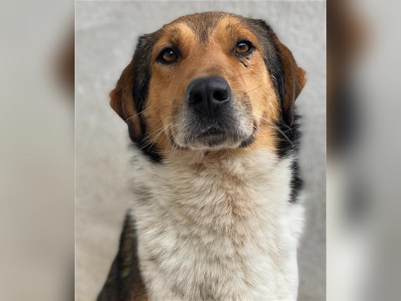 Noah, geb. ca. 10/2020, lebt in GRIECHENLAND, im städt. Tierheim Serres