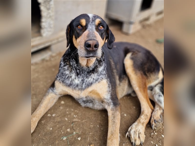Bert, geb. ca. 10/2019, lebt in GRIECHENLAND, im städt. Tierheim Serres