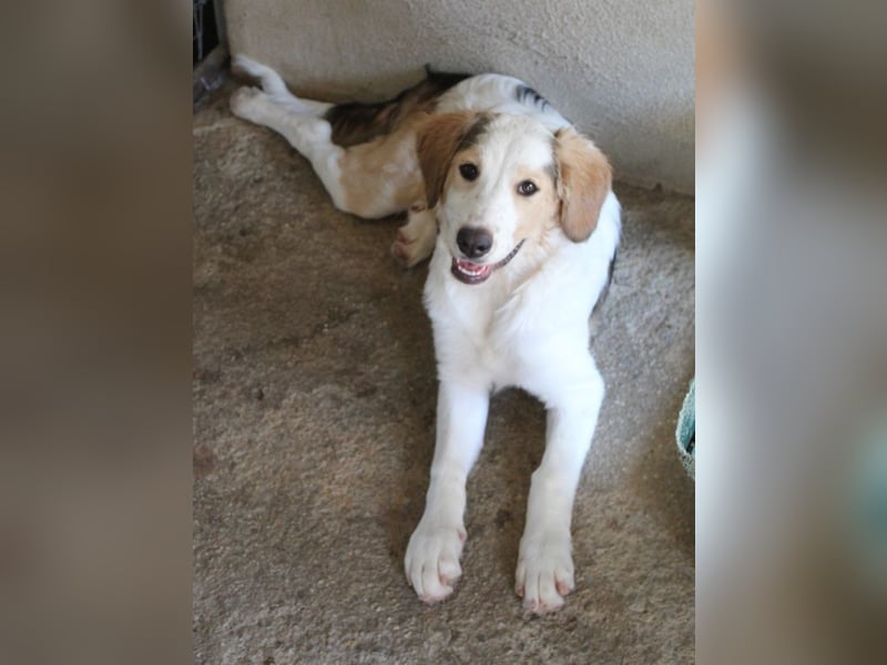 Katra, geb. ca. 04/2025, lebt in GRIECHENLAND, im städt. Tierheim Serres