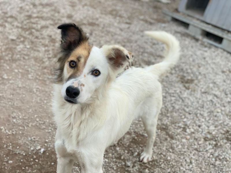 Motti, geb. ca. 07/2023, lebt in GRIECHENLAND, im städt. Tierheim Serres