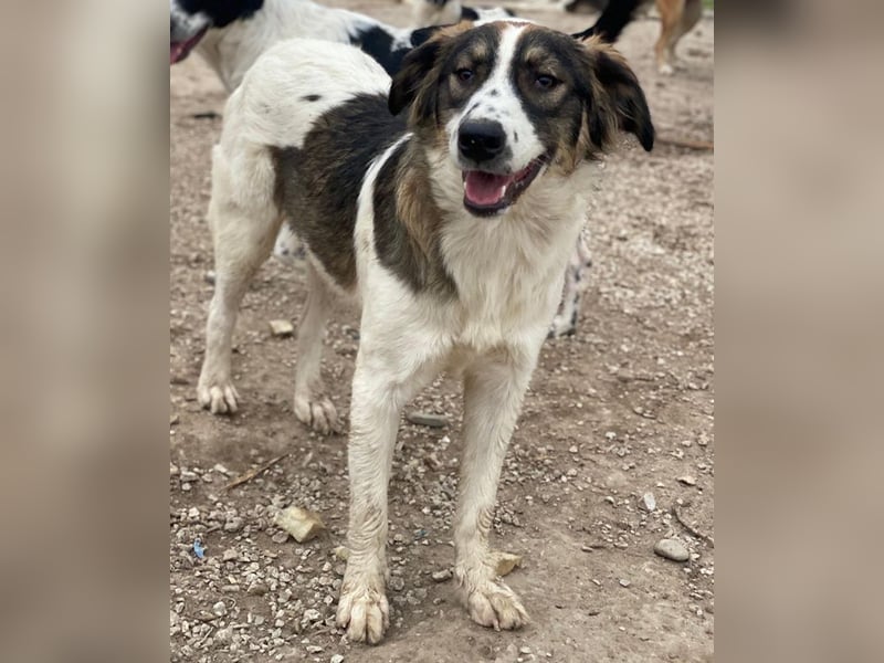 Resi, geb. ca. 10/2024, lebt in GRIECHENLAND, auf einer privaten Pflegestelle