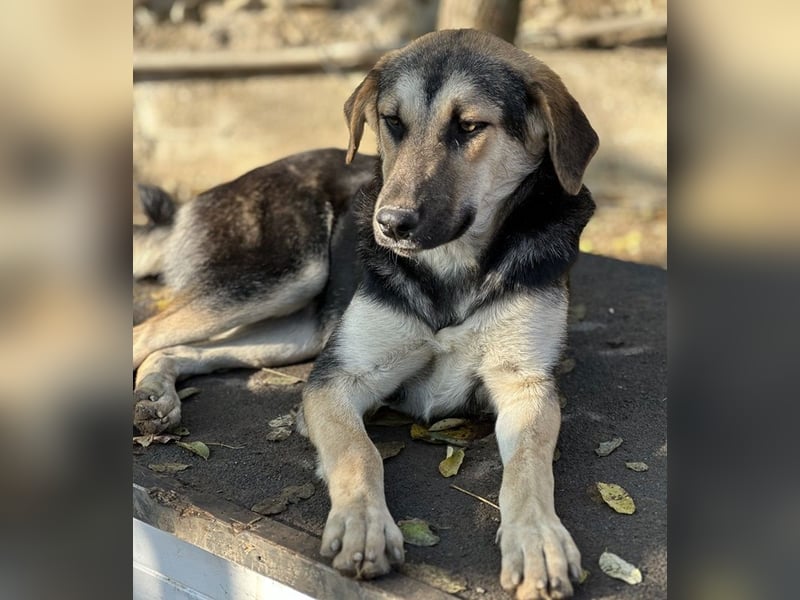 Chita, geb. ca. 05/2024, lebt in GRIECHENLAND, im städt. Tierheim Serres